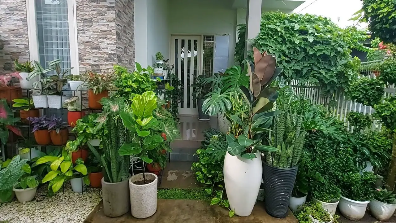 Tips Meletakkan Tanaman di Rumah agar Estetik - BEENEWS.ID